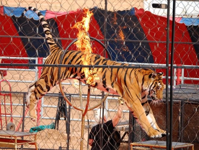 Circus, circuses, circus animal, circus animals, performing animal, performing animals, tiger, tigers, circus tiger, circus tigers, traveling shows, circus shows, animal rights