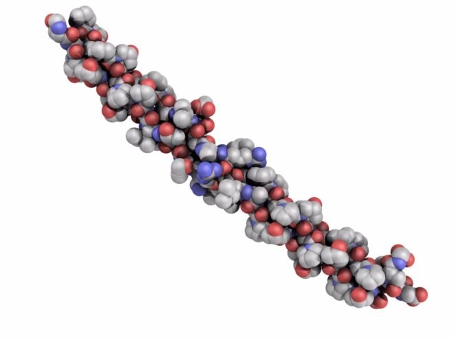 protein, electricity, science, Arizona State University, collagen