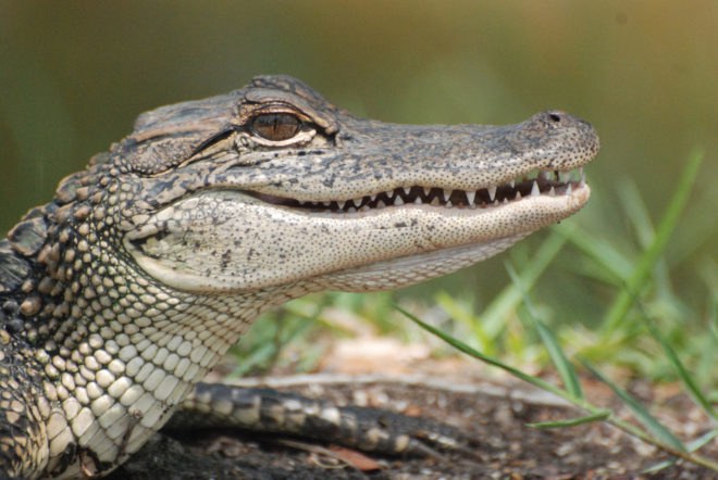 Dinosaur, dinosaurs, dinosaur feathers, feather, feathers, bird feathers, bird, birds, flying, flight, alligator, alligators, alligator scales, scale, scales, science, gene, genes