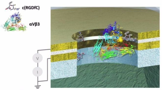 protein, electricity, science, Arizona State University