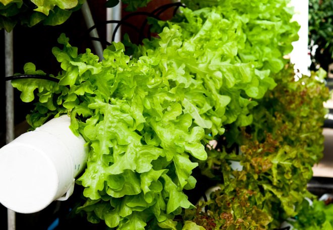 Hydroponic, hydroponics, hydroponically grown, hydroponic produce, hydroponic vegetables, hydroponic veggies, hydroponic lettuce, vegetables, veggies, lettuce, produce, food, organic, organically grown, organic produce, organic vegetables, organic veggies, organic lettuce, agriculture