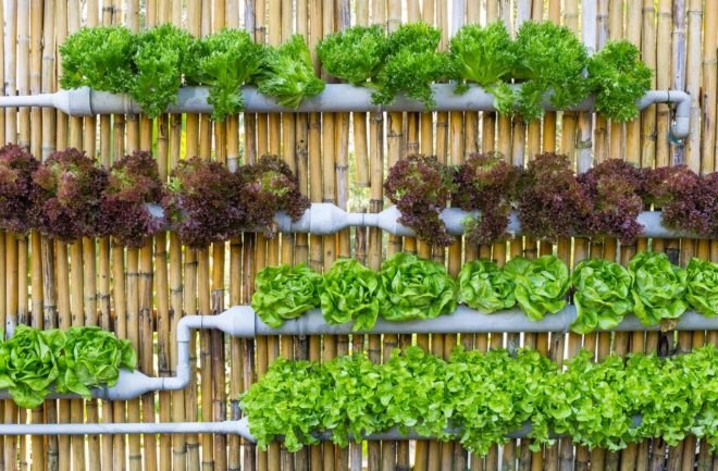 Hydroponic, hydroponics, hydroponically grown, hydroponic produce, hydroponic vegetables, hydroponic veggies, hydroponic lettuce, vegetables, veggies, lettuce, produce, food, organic, organically grown, organic produce, organic vegetables, organic veggies, organic lettuce, agriculture