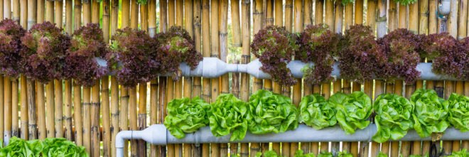 Hydroponic, hydroponics, hydroponically grown, hydroponic produce, hydroponic vegetables, hydroponic veggies, hydroponic lettuce, vegetables, veggies, lettuce, produce, food, organic, organically grown, organic produce, organic vegetables, organic veggies, organic lettuce, agriculture
