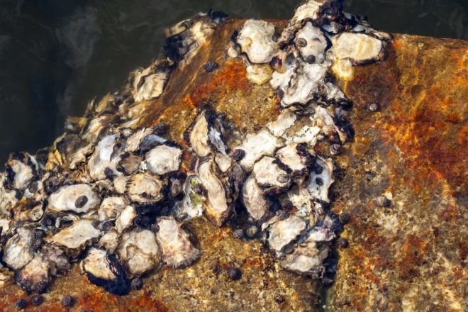 limpets, snails, ecology, oceans, intertidal