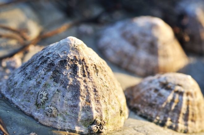 limpets, snails, ecology, oceans, intertidal
