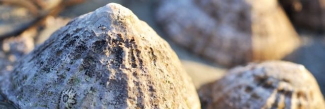 limpets, snails, ecology, oceans, intertidal