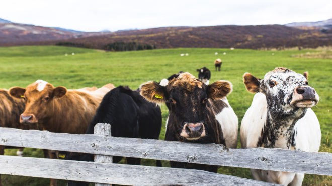 America, United States, vegan, vegetarian, plant-based, plant-rich, agriculture, livestock, cow, cows, chicken, chickens, animal, animals, eating, food