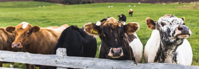 America, United States, vegan, vegetarian, plant-based, plant-rich, agriculture, livestock, cow, cows, chicken, chickens, animal, animals, eating, food