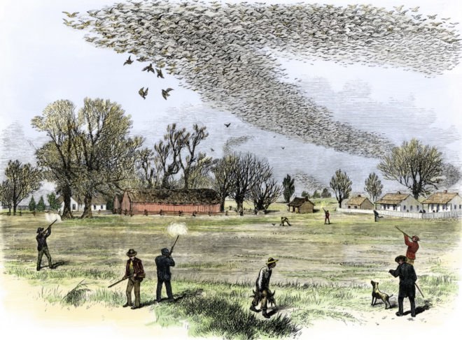 passenger pigeon, what killed passenger pigeons, how did passenger pigeons become extinct, passenger pigeons extinction, extinction, pigeons, animal extinction, mass extinction, Beth Shapiro, University of California Santa Cruz, passenger pigeon martha, passenger pigeon facts,