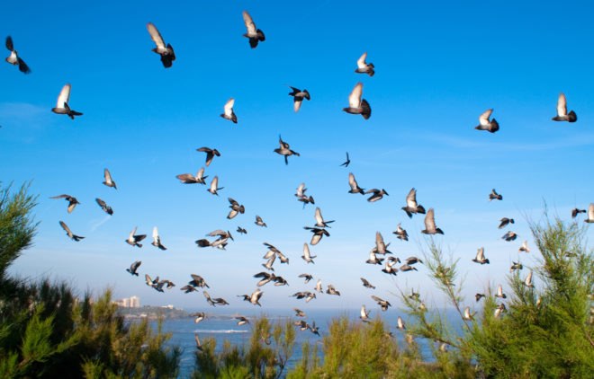 passenger pigeon, what killed passenger pigeons, how did passenger pigeons become extinct, passenger pigeons extinction, extinction, pigeons, animal extinction, mass extinction, Beth Shapiro, University of California Santa Cruz, passenger pigeon martha, passenger pigeon facts,