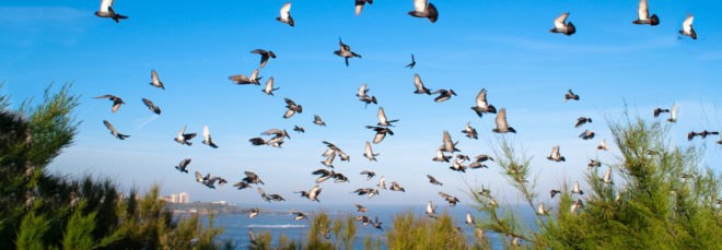 passenger pigeon, what killed passenger pigeons, how did passenger pigeons become extinct, passenger pigeons extinction, extinction, pigeons, animal extinction, mass extinction, Beth Shapiro, University of California Santa Cruz, passenger pigeon martha, passenger pigeon facts,
