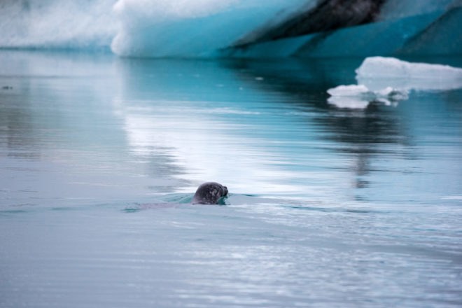 Sea ice, ice, ocean, Arctic, Antarctic, environment, climate change, ice, snow, seal, seals, water, cold
