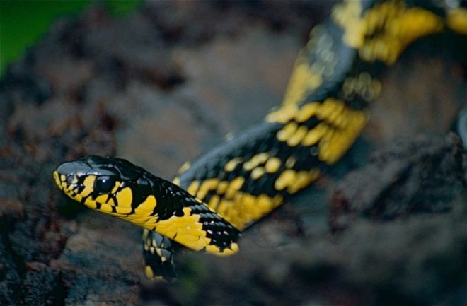 Tropical Rat Snake, snake, rate snake, yellow snake
