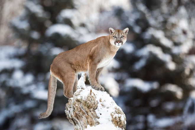 Cougar, cougars, mountain lion, mountain lions, Colorado, animal, animals, wild animals, wild animals, wildlife, M-44, M-44s, cyanide, cyanide bomb, cyanide bombs, Wildlife Services