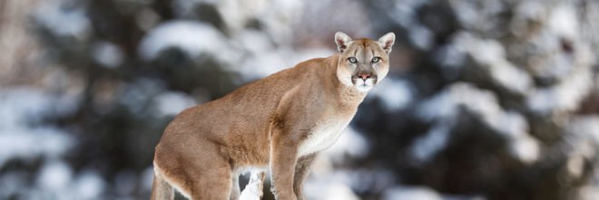 Cougar, cougars, mountain lion, mountain lions, Colorado, animal, animals, wild animals, wild animals, wildlife, M-44, M-44s, cyanide, cyanide bomb, cyanide bombs, Wildlife Services