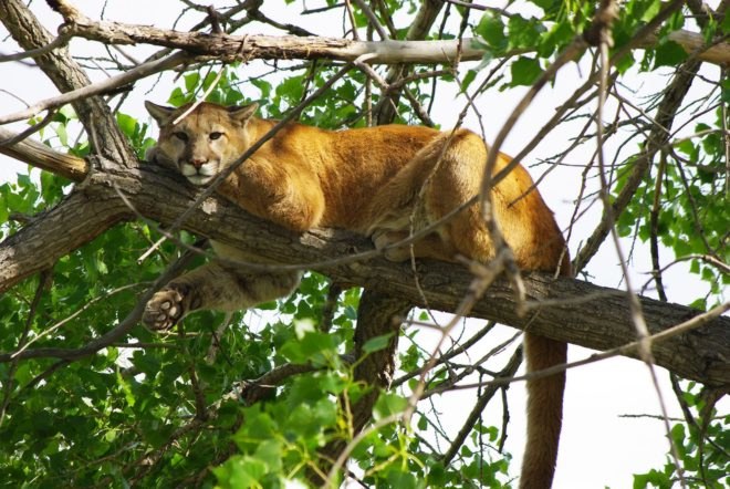 Cougar, cougars, mountain lion, mountain lions, Colorado, animal, animals, wild animals, wild animals, wildlife, M-44, M-44s, cyanide, cyanide bomb, cyanide bombs, Wildlife Services