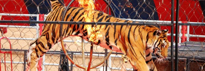 Circus, circuses, circus animal, circus animals, performing animal, performing animals, tiger, tigers, circus tiger, circus tigers, traveling shows, circus shows, animal rights