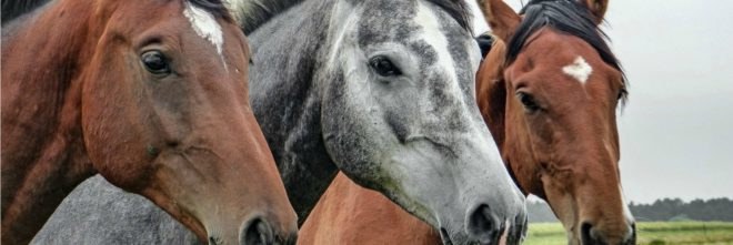 horse meat, Mexico, DNA, study, ground beef, agriculture, nutrition, science, news,