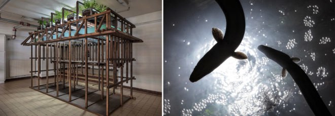 Aquaponic Eel bar, Recyclart Gallery, aquaponic bar in Brussels, Leopold Banchini Architects