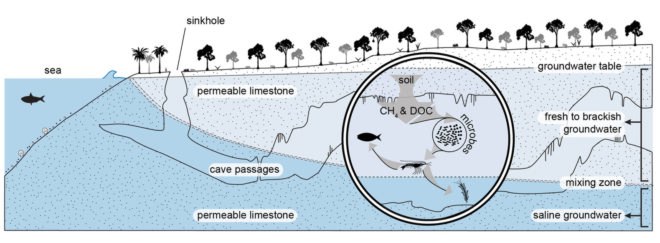 Ecosystem, subterranean estuary, methane, caves, water, science
