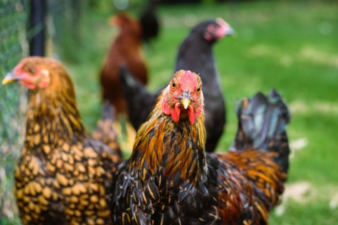 Chicken, chickens, bird, birds, fowl, Aves