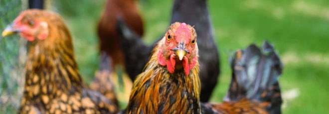 Chicken, chickens, bird, birds, fowl, Aves