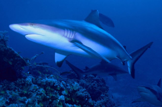 sharks, shark fin, shark poaching, shark hunting, animal, animal conservation, extinction, endangered animals, endangered sharks, great white sharks, Shif Island, Shif Island sharks, Persian Gulf sharks, dead sharks, poached sharks, sharks being hunted