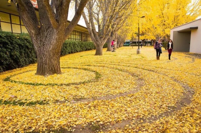 Joanna Hendrick, gingko trees, gingko leafs, gingko leaf art, sacramento state university, leaf art, nature-based art, fall leaves, art installation, raking leafs, university art, leaf design,