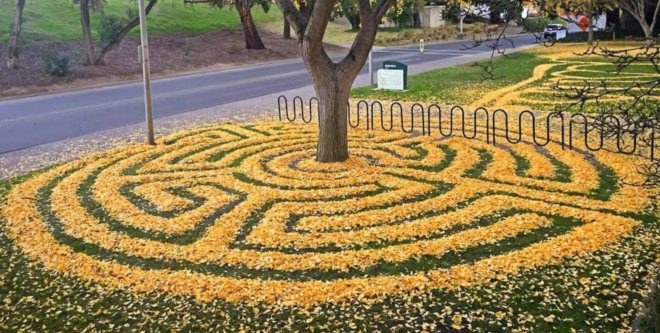 Joanna Hendrick, gingko trees, gingko leafs, gingko leaf art, sacramento state university, leaf art, nature-based art, fall leaves, art installation, raking leafs, university art, leaf design,