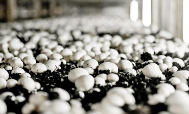 mushrooms soil, mushrooms growing in soil, mushrooms humus, fungi soil, fungus soil,