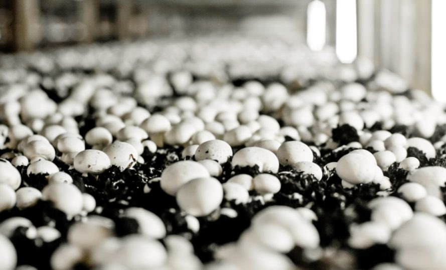 mushrooms soil, mushrooms growing in soil, mushrooms humus, fungi soil, fungus soil, 