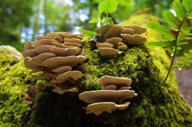 mushrooms tree, mushrooms forest, fungus forest, fungus tree