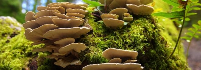mushrooms tree, mushrooms forest, fungus forest, fungus tree