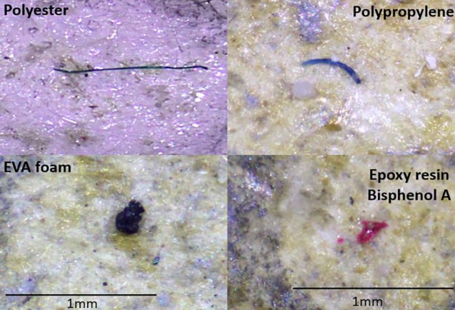 Norwegian Institute for Water Research, NIVA, plastic, plastics, microplastic, microplastics, marine life, mussels
