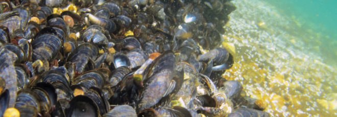 Norwegian Institute for Water Research, NIVA, mussel, mussels, marine life, marine creatures, ocean