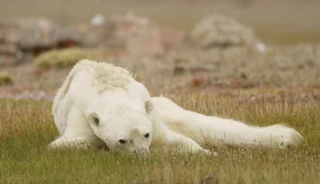 starving polar bear, polar bear laying down, polar bear lying down, polar bear grass,SeaLegacy polar bear, Paul Nicklen polar bear