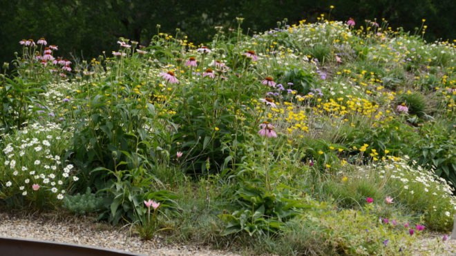 wildflower roof in Texas, City of West Lake Hills green roof, City of West Lake Hills pool house, modernist pool house, pool house architecture, green roofed pool house, wildflower green roof design, Texan pool house architecture, Texan green roof design