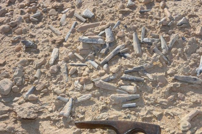 China, Chinese Academy of Sciences, pterosaur, pterosaurs, pterosaur bones, pterosaur eggs, pterosaur fossil, pterosaur fossils, fossil, fossils, bone, bones, reptile, reptiles, science