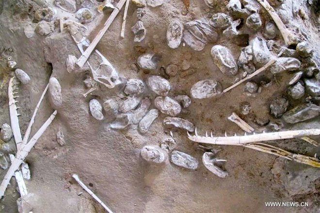 China, Chinese Academy of Sciences, pterosaur, pterosaurs, pterosaur bones, pterosaur eggs, pterosaur fossil, pterosaur fossils, fossil, fossils, bone, bones, reptile, reptiles, science