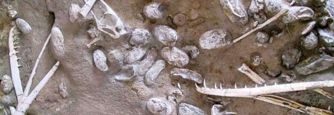 China, Chinese Academy of Sciences, pterosaur, pterosaurs, pterosaur bones, pterosaur eggs, pterosaur fossil, pterosaur fossils, fossil, fossils, bone, bones, reptile, reptiles, science