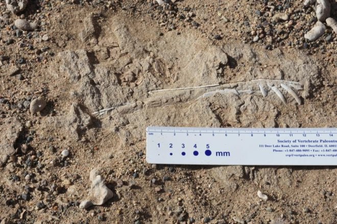 China, Chinese Academy of Sciences, pterosaur, pterosaurs, pterosaur bones, pterosaur eggs, pterosaur fossil, pterosaur fossils, fossil, fossils, bone, bones, reptile, reptiles, science