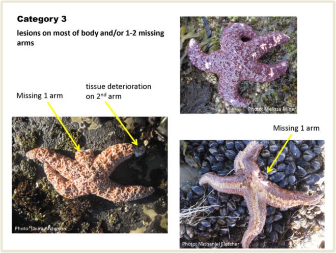 sea stars, starfish, sea star comeback, starfish comeback, sea star wasting disease, starfish disease, starfish wasting disease, wasting disease, west coast starfish, west coast sea stars, starfish returning, sea stars returning, sea stars are making a comeback, starfish are making a comeback