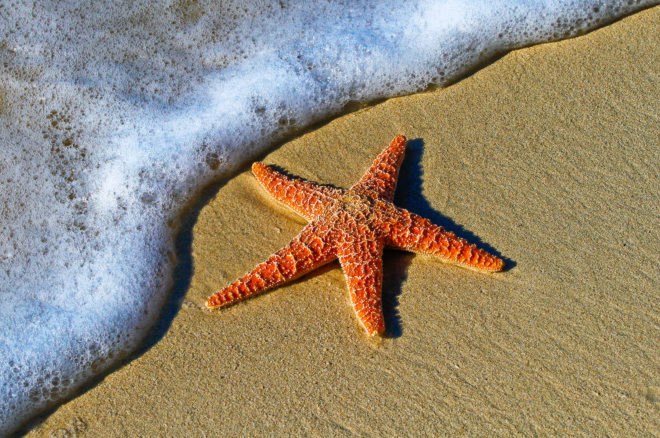 sea stars, starfish, sea star comeback, starfish comeback, sea star wasting disease, starfish disease, starfish wasting disease, wasting disease, west coast starfish, west coast sea stars, starfish returning, sea stars returning, sea stars are making a comeback, starfish are making a comeback