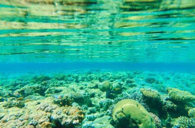 ocean floor, sea floor, coral, reflection