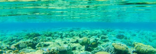 ocean floor, sea floor, coral, reflection