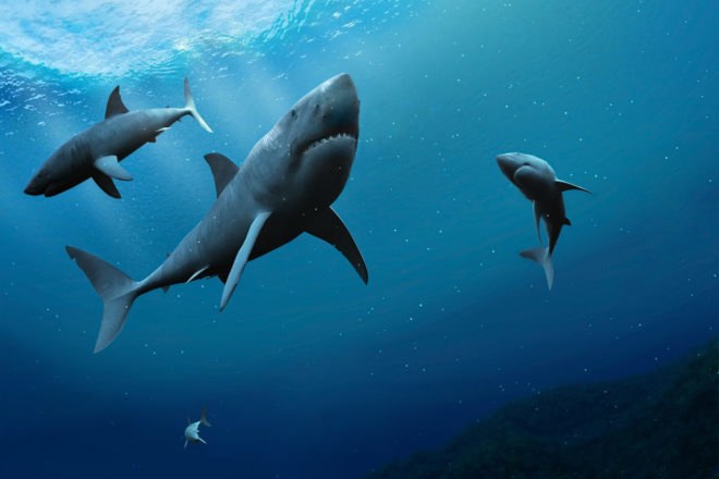 sharks, shark fin, shark poaching, shark hunting, animal, animal conservation, extinction, endangered animals, endangered sharks, great white sharks, Shif Island, Shif Island sharks, Persian Gulf sharks, dead sharks, poached sharks, sharks being hunted
