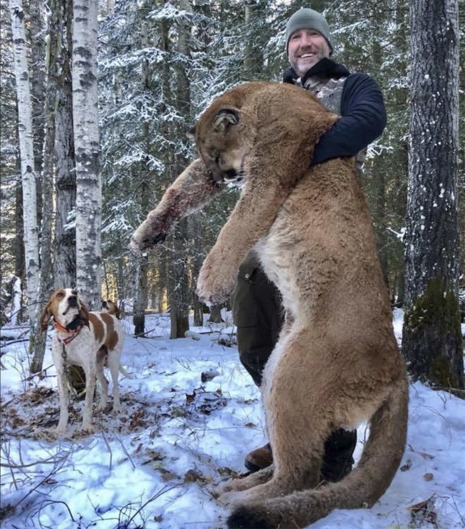 cougar hunting, moountain lion hunting, cougar, Steve Ecklund, Steve Ecklund hunter, Steve Ecklund cougar hunt, Cabelas Steve Ecklund, big game hunting, conservation