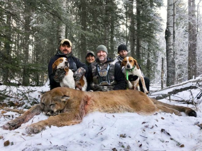 cougar hunting, moountain lion hunting, cougar, Steve Ecklund, Steve Ecklund hunter, Steve Ecklund cougar hunt, Cabelas Steve Ecklund, big game hunting, conservation