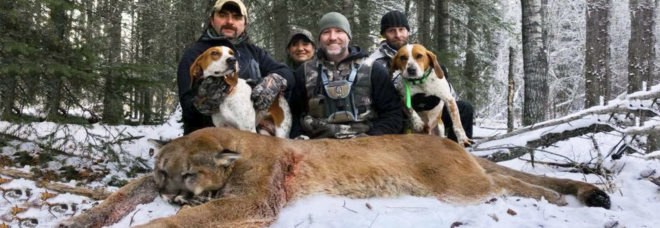 cougar hunting, moountain lion hunting, cougar, Steve Ecklund, Steve Ecklund hunter, Steve Ecklund cougar hunt, Cabelas Steve Ecklund, big game hunting, conservation