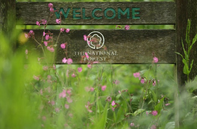 National Forest Company, National Forest, sign, welcome sign, nature, plants, greenery